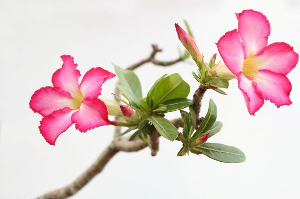 A desert rose bloom